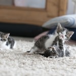 kittens on carpet