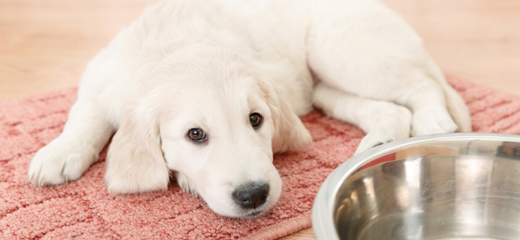 How to Pet-Proof Your Hardwood, Laminate, Carpet Floors and More