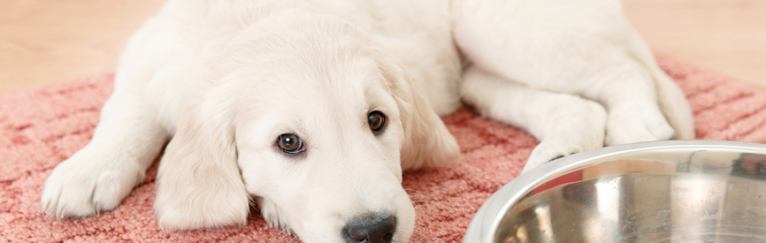 How to Pet-Proof Your Hardwood, Laminate, Carpet Floors and More