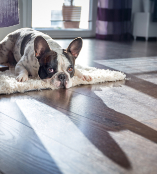 How to Clean Pet Hair from Your Floor