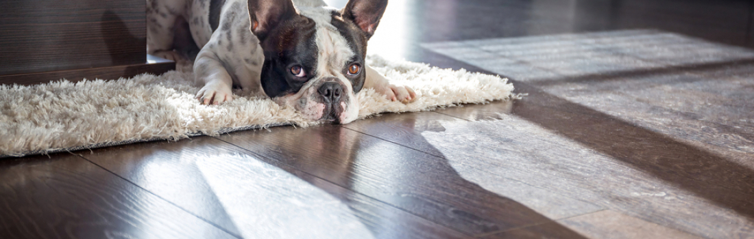 How to Clean Pet Hair from Your Floor